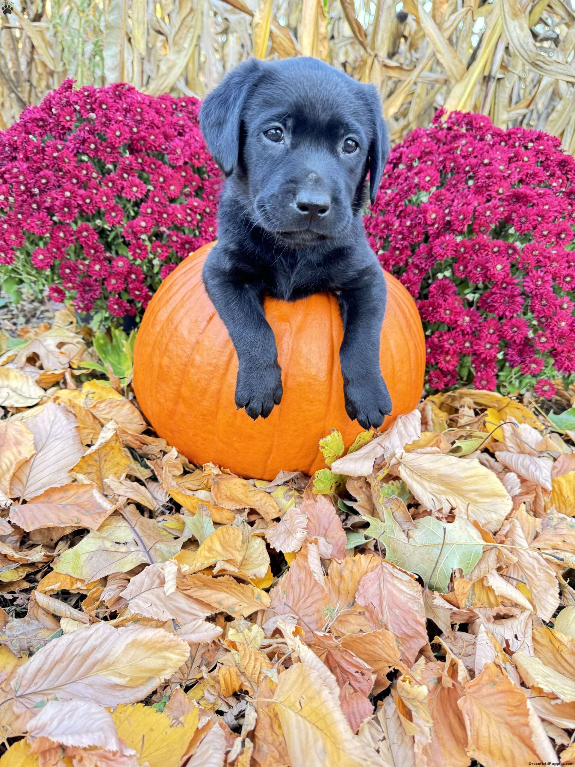 Tank Black Labrador Retriever Puppy For Sale in Pennsylvania