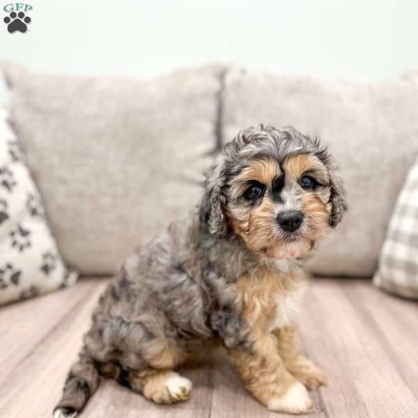 Lacey, Cavapoo Puppy