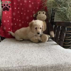 Colin- F1bb, Mini Labradoodle Puppy