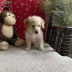 Colin- F1bb, Mini Labradoodle Puppy