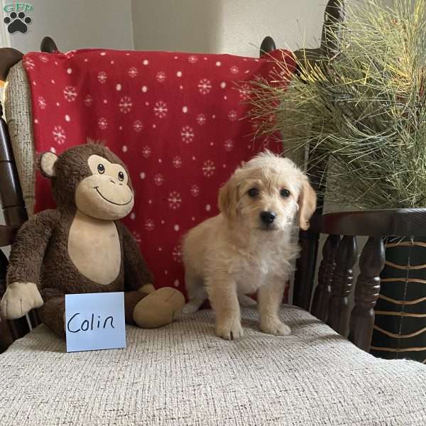 Colin- F1bb, Mini Labradoodle Puppy