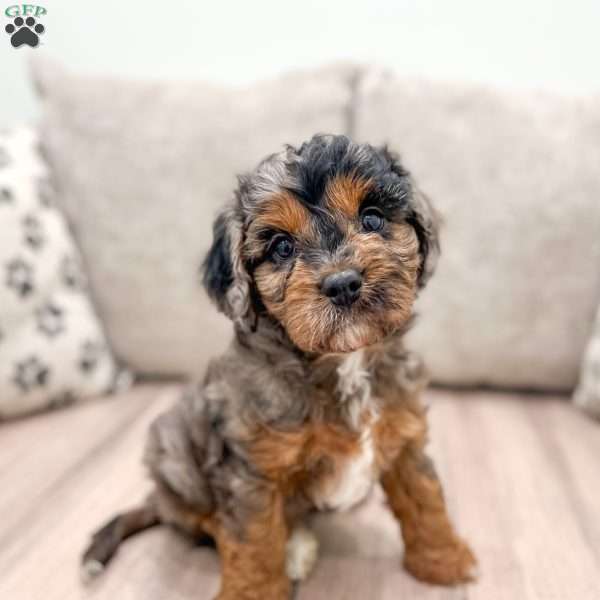 Lexi, Cavapoo Puppy