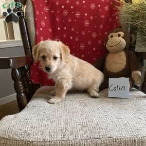 Colin- F1bb, Mini Labradoodle Puppy