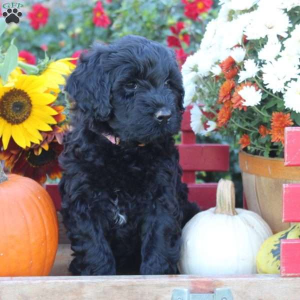 Aria, Portuguese Water Dog Puppy