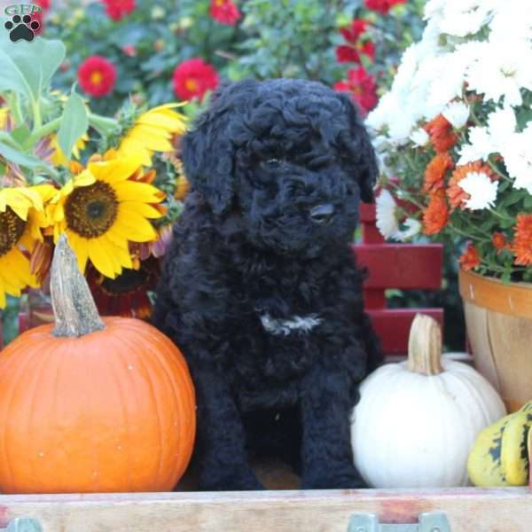 Maverick, Portuguese Water Dog Puppy