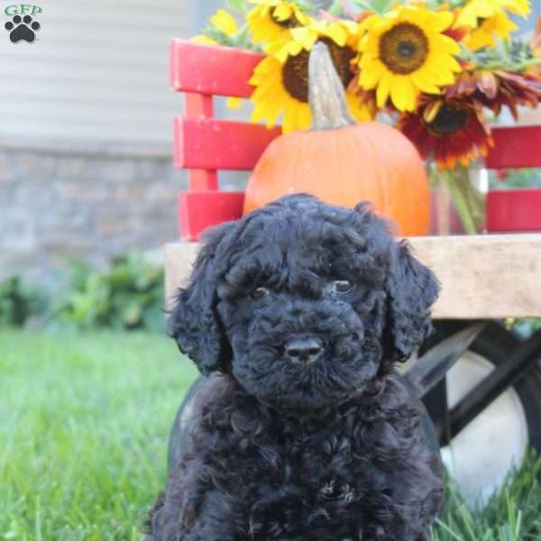 Nova, Portuguese Water Dog Puppy