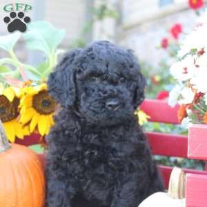 Nova, Portuguese Water Dog Puppy