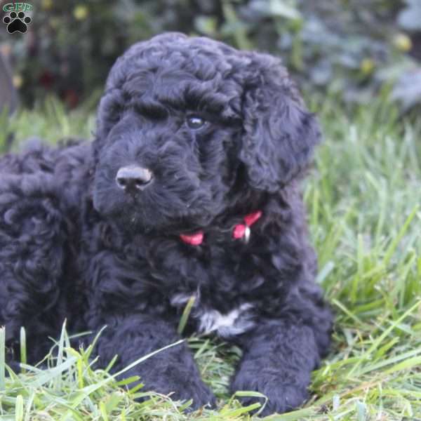 Ranger, Portuguese Water Dog Puppy