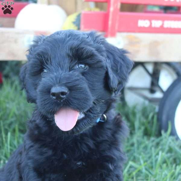 Durango, Portuguese Water Dog Puppy