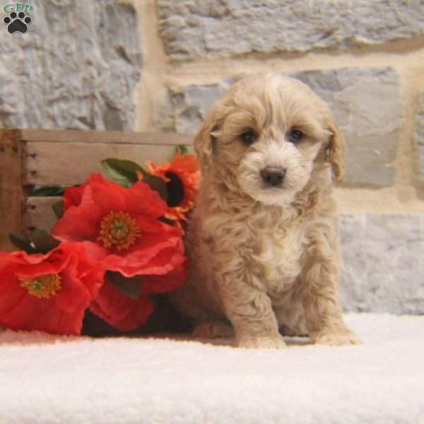 Holly, Cavapoo Puppy