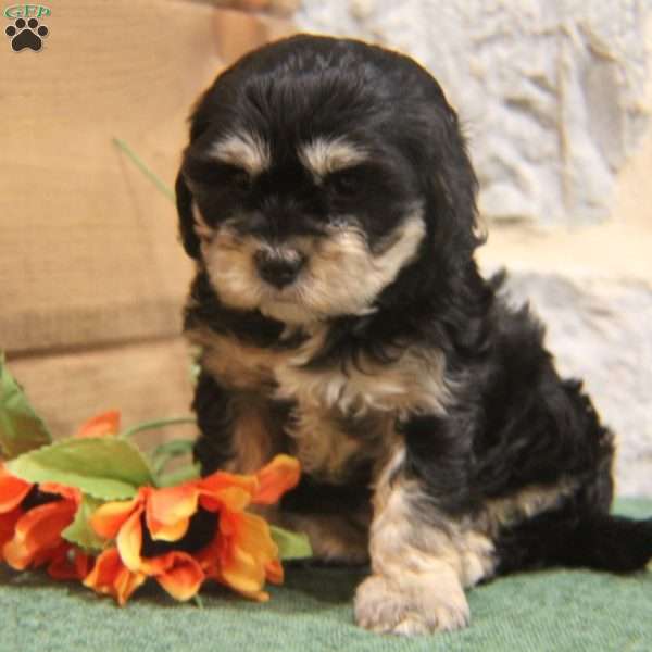 Hazel, Cavapoo Puppy