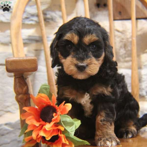 Harry, Cavapoo Puppy