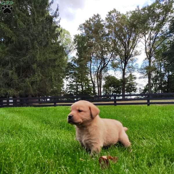 Broger, Fox Red Labrador Retriever Puppy