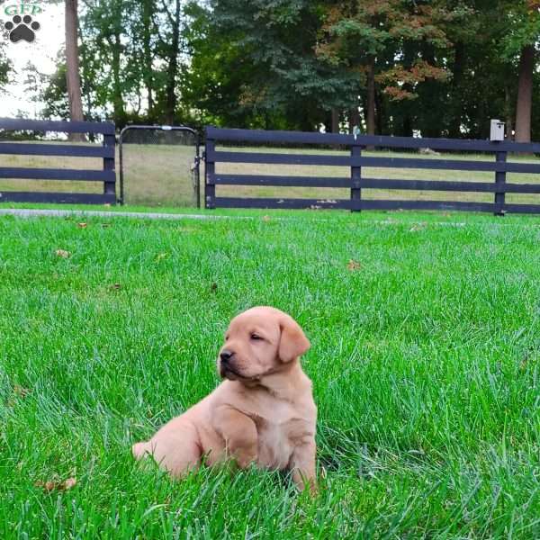 Winnie, Fox Red Labrador Retriever Puppy