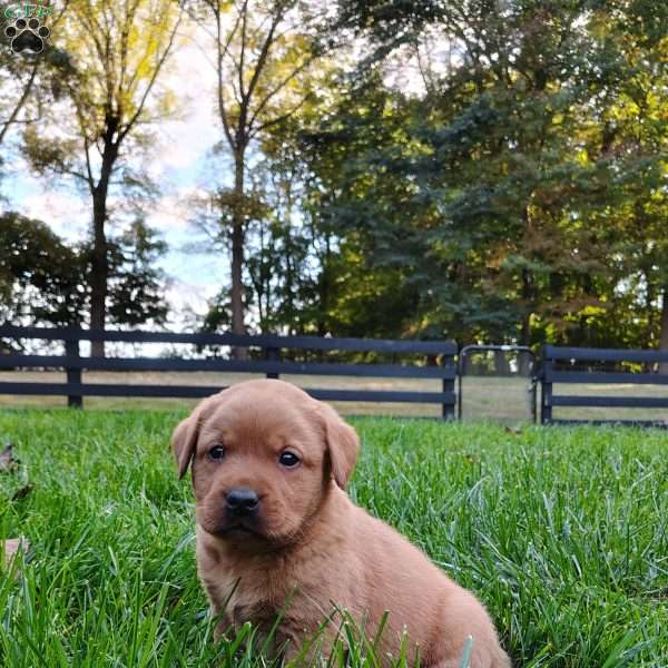 Ranger, Fox Red Labrador Retriever Puppy