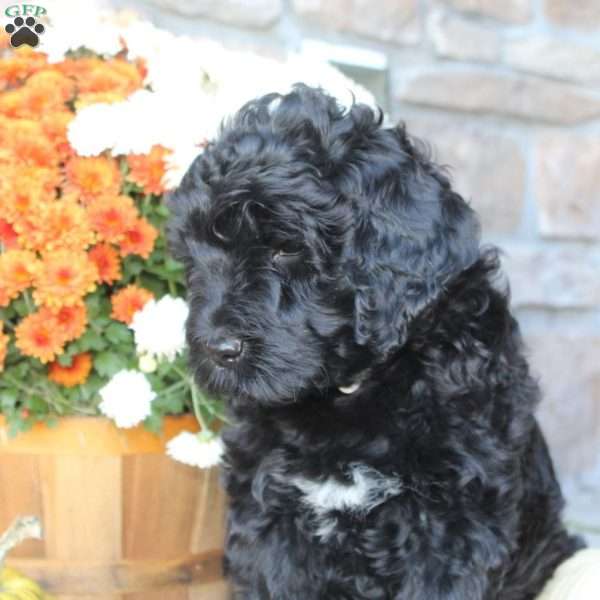 Acadia, Portuguese Water Dog Puppy