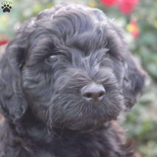 Cooper, Portuguese Water Dog Puppy