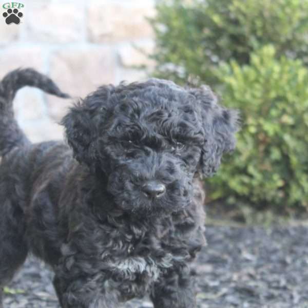 Kia, Portuguese Water Dog Puppy