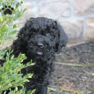 Nova, Portuguese Water Dog Puppy