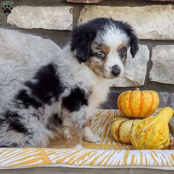 Beau, Miniature Australian Shepherd Puppy