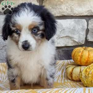 Beau, Miniature Australian Shepherd Puppy