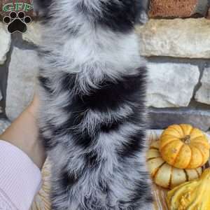 Beau, Miniature Australian Shepherd Puppy