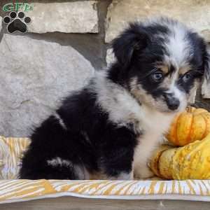 Jasper, Miniature Australian Shepherd Puppy