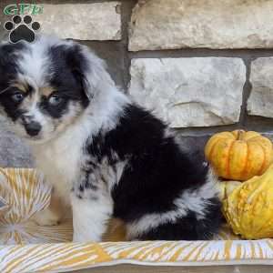 Jasper, Miniature Australian Shepherd Puppy