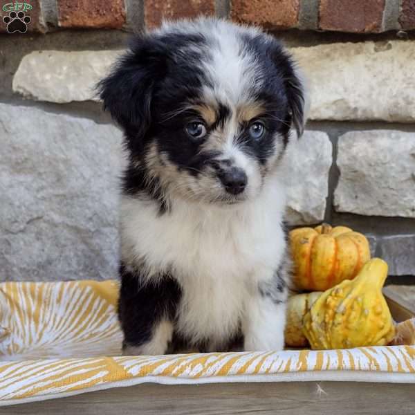 Jasper, Miniature Australian Shepherd Puppy