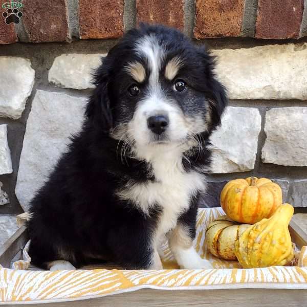 Blaze, Miniature Australian Shepherd Puppy