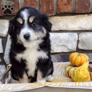 Blaze, Miniature Australian Shepherd Puppy