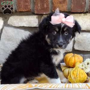 Sage, Miniature Australian Shepherd Puppy