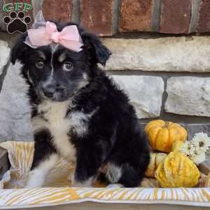 Sage, Miniature Australian Shepherd Puppy