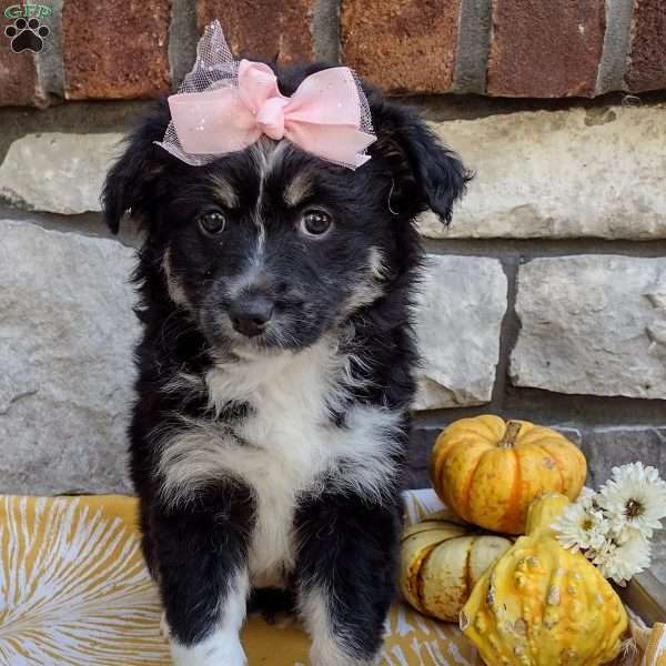 Sage, Miniature Australian Shepherd Puppy