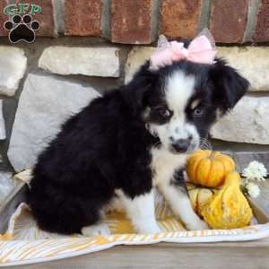 Adelle, Miniature Australian Shepherd Puppy