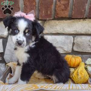 Adelle, Miniature Australian Shepherd Puppy