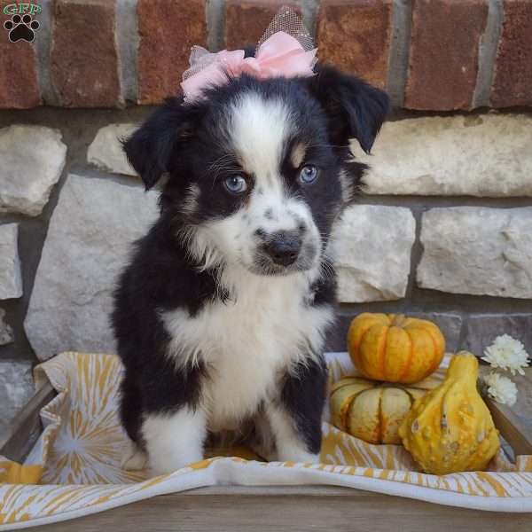 Adelle, Miniature Australian Shepherd Puppy