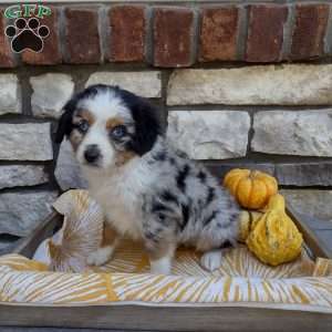 Beau, Miniature Australian Shepherd Puppy