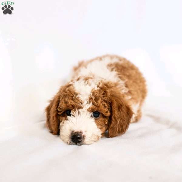 Cranberry, Miniature Poodle Puppy