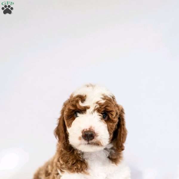 Ginger Gold, Miniature Poodle Puppy