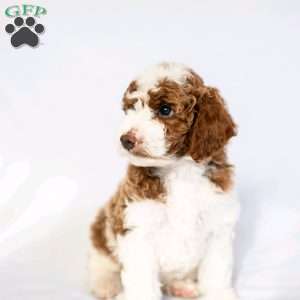 Ginger Gold, Miniature Poodle Puppy