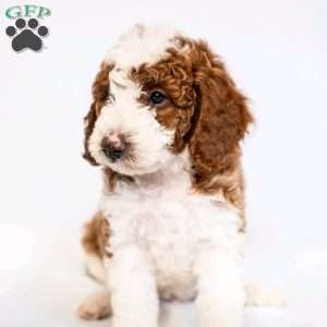 Apple Crisp, Miniature Poodle Puppy