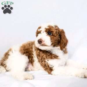 Apple Crisp, Miniature Poodle Puppy