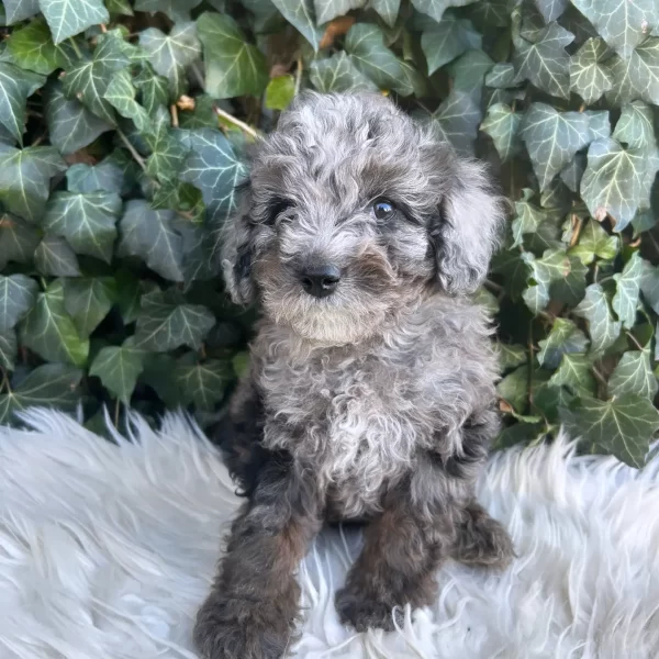 Willy, Cavapoo Puppy