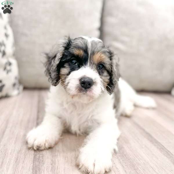 Lazer, Cavapoo Puppy