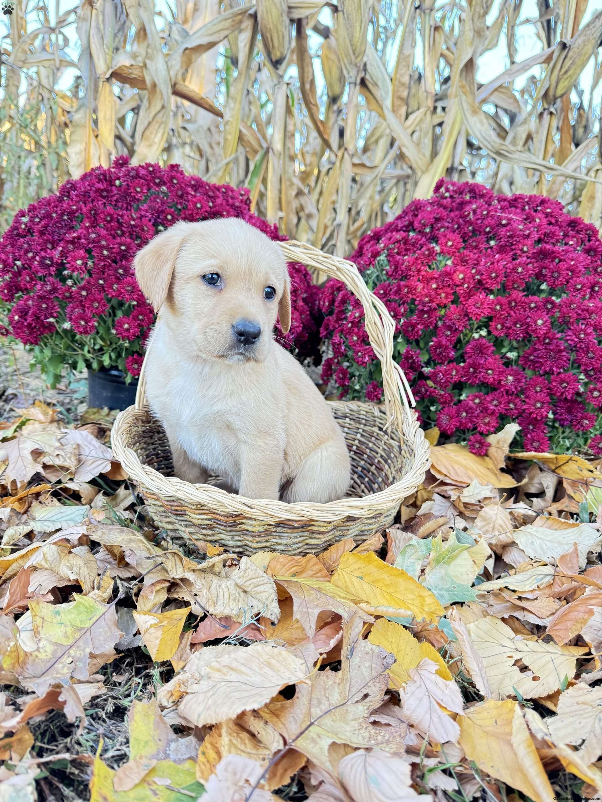 Crystal Yellow Labrador Retriever Puppy For Sale in Pennsylvania