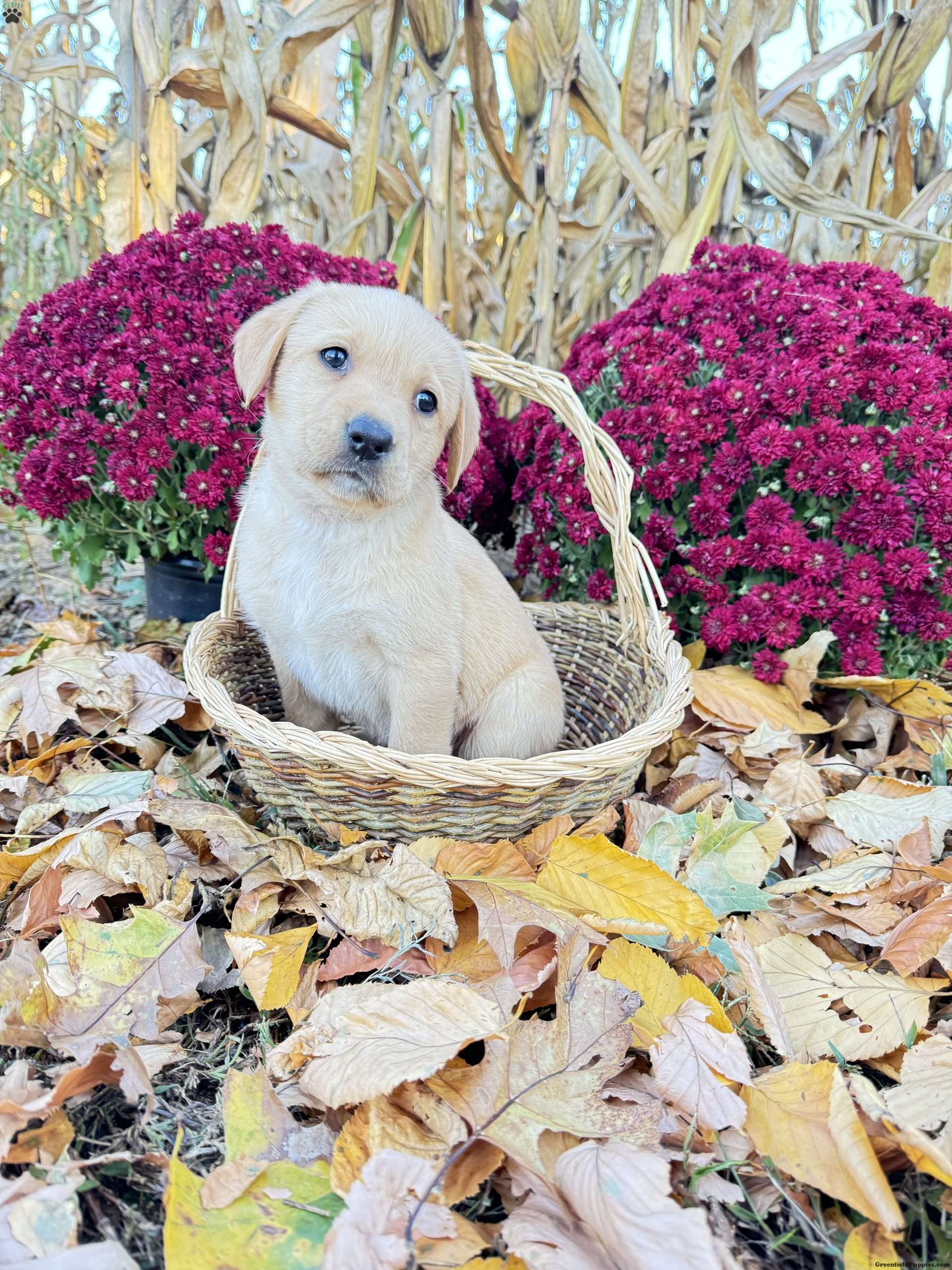 Crystal Yellow Labrador Retriever Puppy For Sale in Pennsylvania