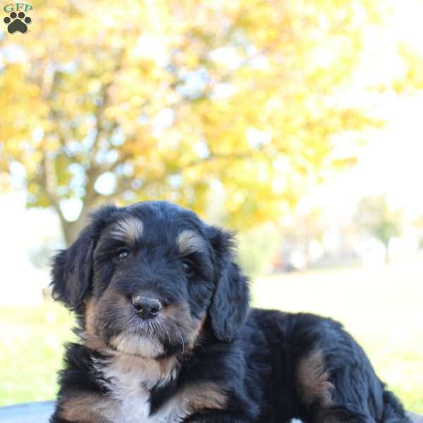 Mason, Bernedoodle Puppy