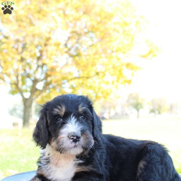 Maverick, Bernedoodle Puppy