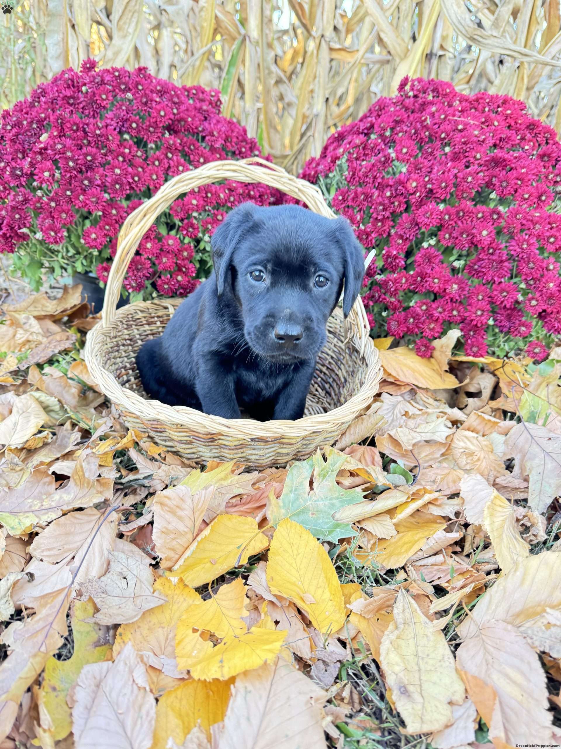 Tank Black Labrador Retriever Puppy For Sale in Pennsylvania